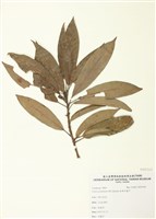 藏品(長葉木薑子)的圖片